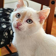 Jasper a rejoint le concours — aidez-le/la à gagner de superbes lots ! abyssinian, angora, animal, cat, hardwood, kitten, manx, pet, plywood, siamese, wood
