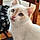 Jasper