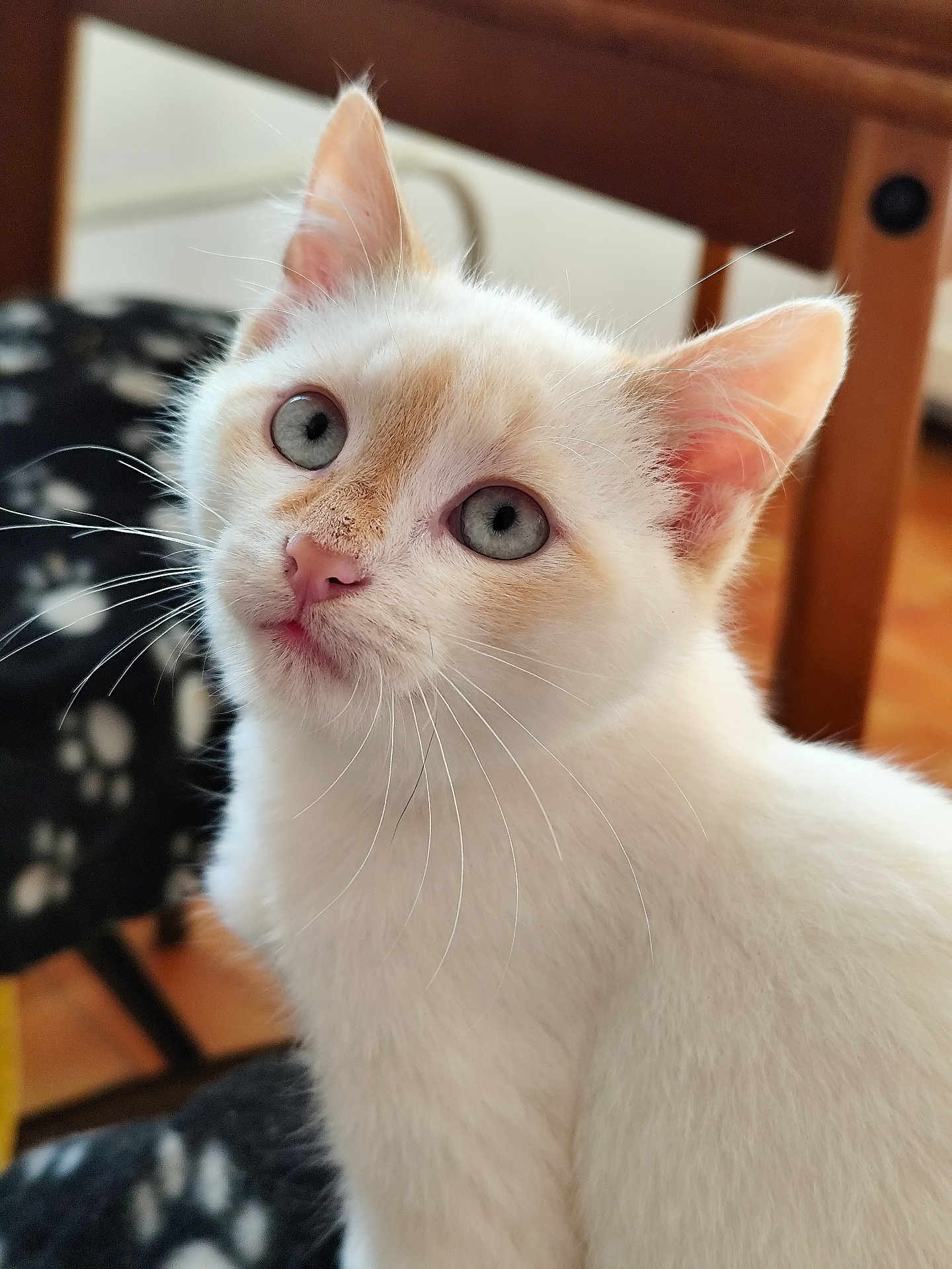 Jasper a rejoint le concours — aidez-le/la à gagner de superbes lots ! abyssinian, angora, animal, cat, hardwood, kitten, manx, pet, plywood, siamese, wood