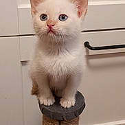 Elsie a rejoint le concours — aidez-le/la à gagner de superbes lots ! abyssinian, angora, animal, cat, drawer, furniture, hardwood, kitten, manx, pet, shelf, siamese, wood