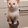 abyssinian, angora, animal, cat, drawer, furniture, hardwood, kitten, manx, pet, shelf, siamese, wood
