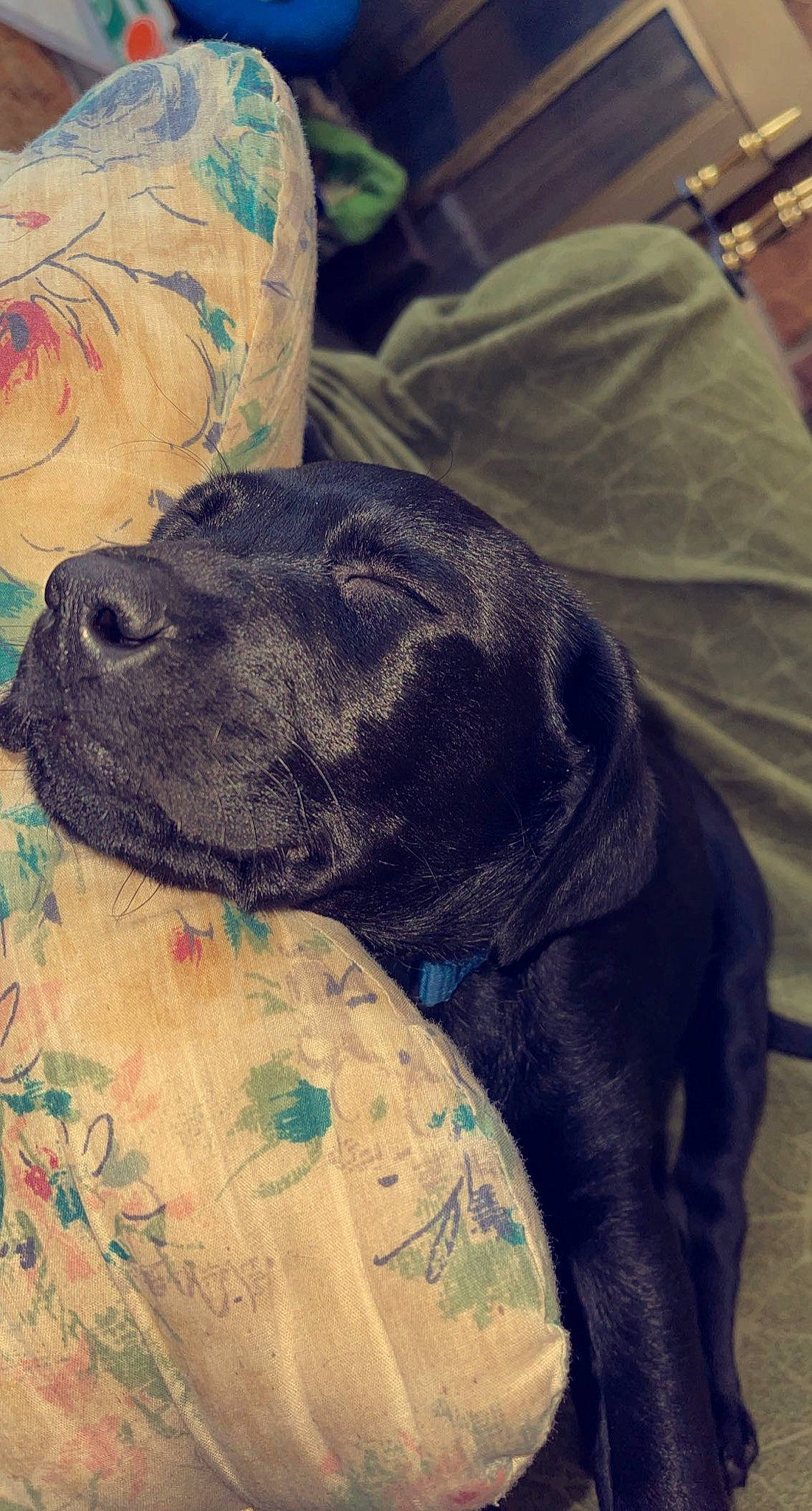 Remi is registered to the contest to win money with this photo: canidae, carnivore, cloud, comfort, companion_dog, dog, dog_breed, electric_blue, fawn, fur, grey, guard_dog, linens, mammal, nap, snout, sporting_group, tints_and_shades, whiskers, working_animal