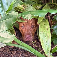 Mater is registered to the contest to win money with this photo: animal, brown_dog, bush, camouflage, closeup, curious, dog, eyes, face, foliage, forest_floor, greenery, ground, hiding, leaves, nature, outdoor, pet, plants, snout