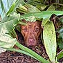 animal, brown_dog, bush, camouflage, closeup, curious, dog, eyes, face, foliage, forest_floor, greenery, ground, hiding, leaves, nature, outdoor, pet, plants, snout
