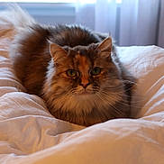 Poppi is registered to the contest to win money with this photo: cat, fluffy, bed, blanket, indoor, pet, feline, fur, resting, cozy, domestic, animal, whiskers, ears, tail, window, curtains, soft_light, relaxed, comfort