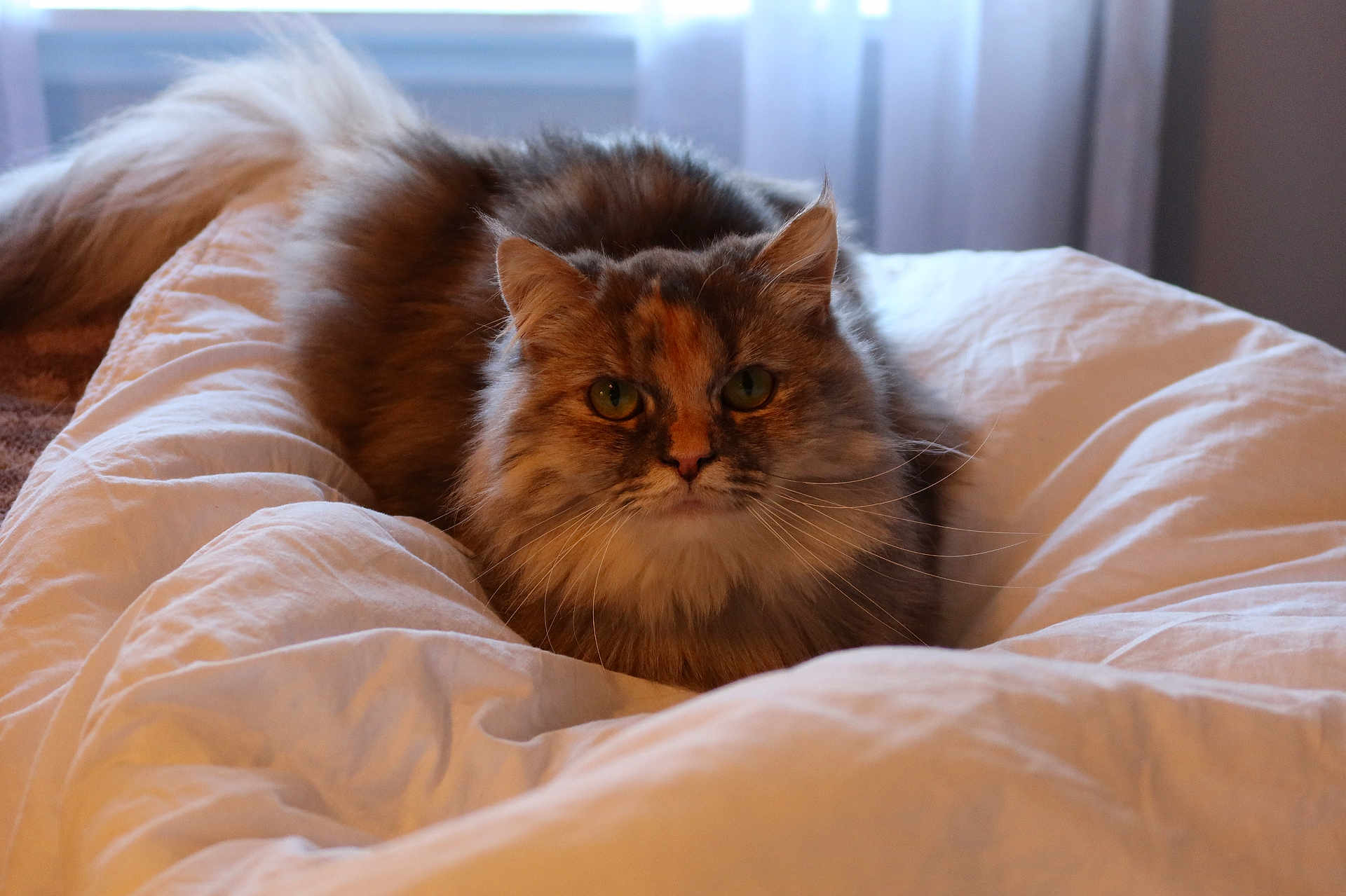 Poppi is registered to the contest to win money with this photo: cat, fluffy, bed, blanket, indoor, pet, feline, fur, resting, cozy, domestic, animal, whiskers, ears, tail, window, curtains, soft_light, relaxed, comfort