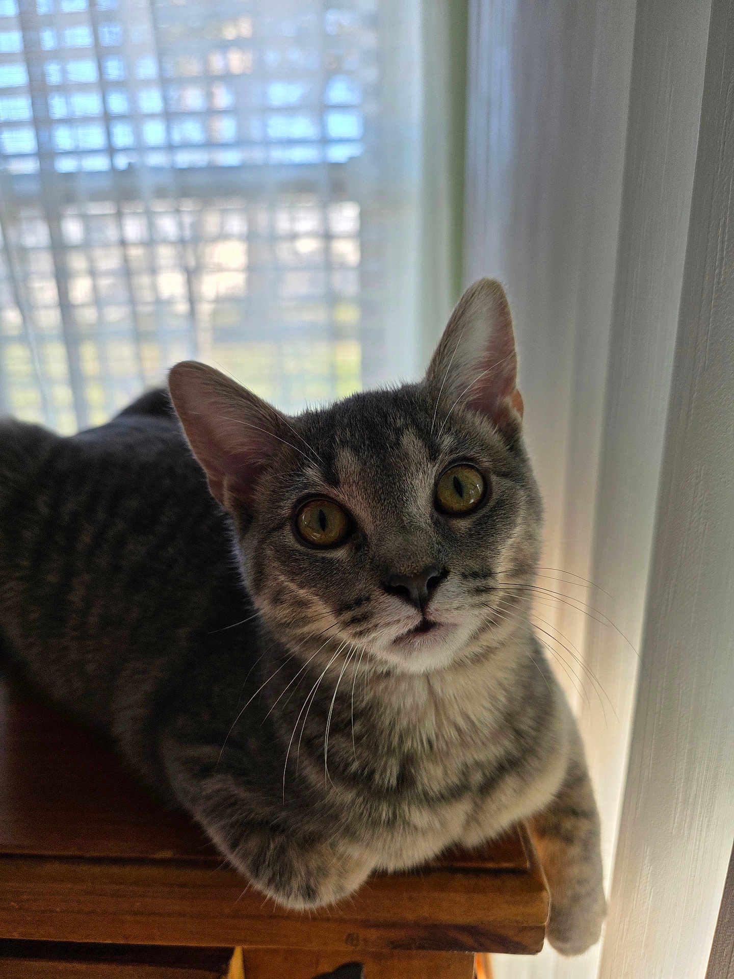 Poof joined the competition — help win amazing prizes! cat, tabby_cat, yellow_eyes, whiskers, wooden_surface, window, curtains, indoor, pet, feline, closeup, relaxed, looking_at_camera, domestic_animal, soft_light, household, animal_portrait, curious, resting, fur