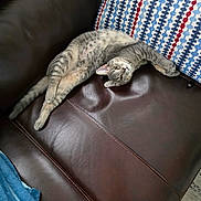 Poof is registered to the contest to win money with this photo: cat, gray_tabby, stretching, leather_couch, pillow, striped_pillow, blue_blanket, indoor, pet, feline, relaxed, cozy, fur, whiskers, ears, tail, seating, home_interior, comfort, animal