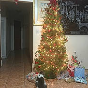 Mimi is registered to the contest to win money with this photo: animal, cat, celebration, christmas_tree, decorations, festive, framed_picture, gifts, hallway, holiday, home, indoor, lights, ornaments, pet, presents, room, sitting, tiled_floor, wall_art