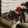Mimi joined the competition — help win amazing prizes! animal, cat, christmas, cozy, cute, domestic_cat, feline, festive, furry, holiday, home, indoor, pet, pillow, relaxed, resting, santa_hat, sleeping, soft, window_blinds