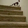 alone, animal, black_and_white, carpet, carpeted_stairs, cat, curious, domestic, feline, home, house, indoor, interior, looking, pet, quiet, side_view, stairs, standing, wall