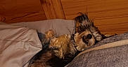 Zoey is registered to the contest to win money with this photo: bed, belly, blanket, cabin, cozy, dog, flash_lighting, fur, indoor, night, paws, pet, pillow, puppy, relaxed, sleeping, small_dog, snout, whiskers, wooden_wall