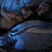 Zoey is registered to the contest to win money with this photo: bedding, bedroom, blanket, closeup, cozy, dog, domestic_pet, ear, fur, indoors, nap, paw, pillow, portrait, relaxation, resting, sleeping, small_dog, striped, textile