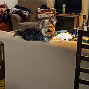 Zoey joined the competition — help win amazing prizes! dog, small_dog, terrier, furry, couch, sofa_back, armchair, blanket, folded_blankets, television, tv_stand, living_room, clutter, table, chair, pet, indoor, looking_at_camera, cozy, household_items