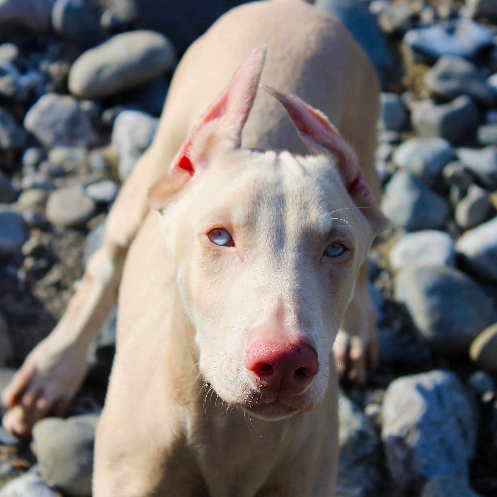 Athena