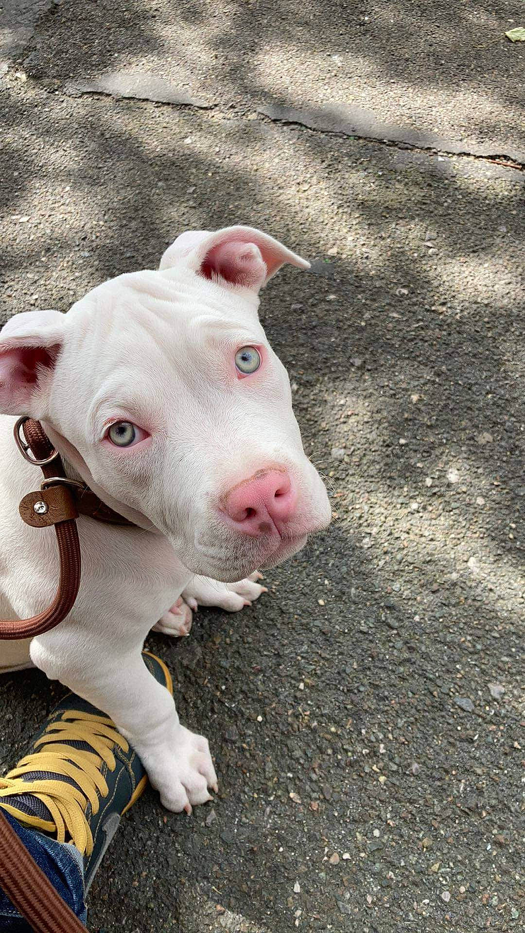 Brutus a rejoint le concours — aidez-le/la à gagner de superbes lots ! canidae, carnivore, companion_dog, dog, dog_breed, domestic_pig, fawn, grass, livestock, non_sporting_group, road_surface, snout, soil, sporting_group, suidae, terrestrial_animal, working_animal