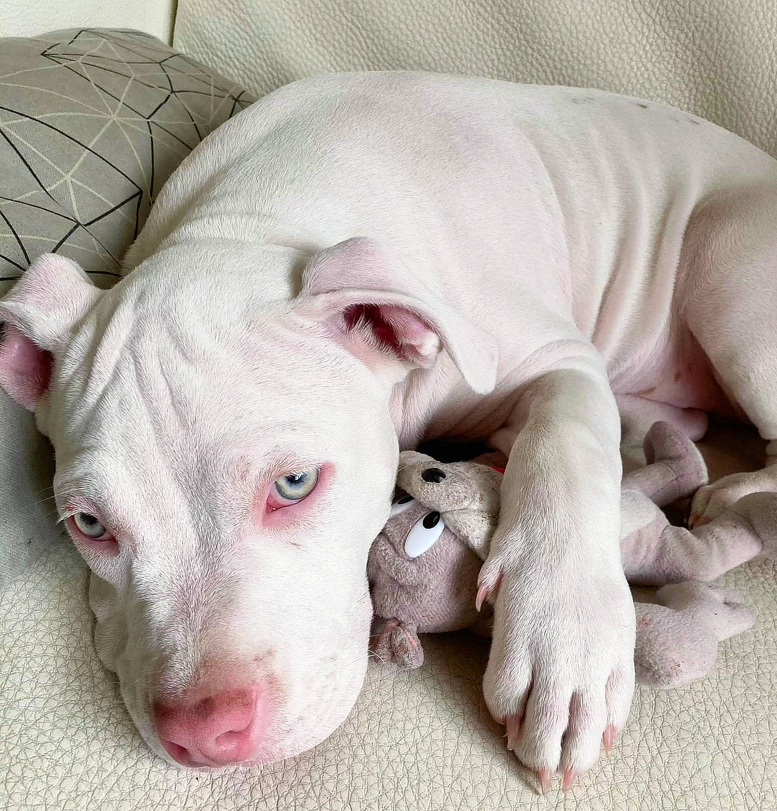 Brutus a rejoint le concours — aidez-le/la à gagner de superbes lots ! canidae, carnivore, comfort, companion_dog, dog, dog_breed, dog_supply, dogo_guatemalteco, fang, fawn, flesh, jaw, linens, paw, pet_supply, snout, sporting_group, terrestrial_animal, whiskers, working_animal