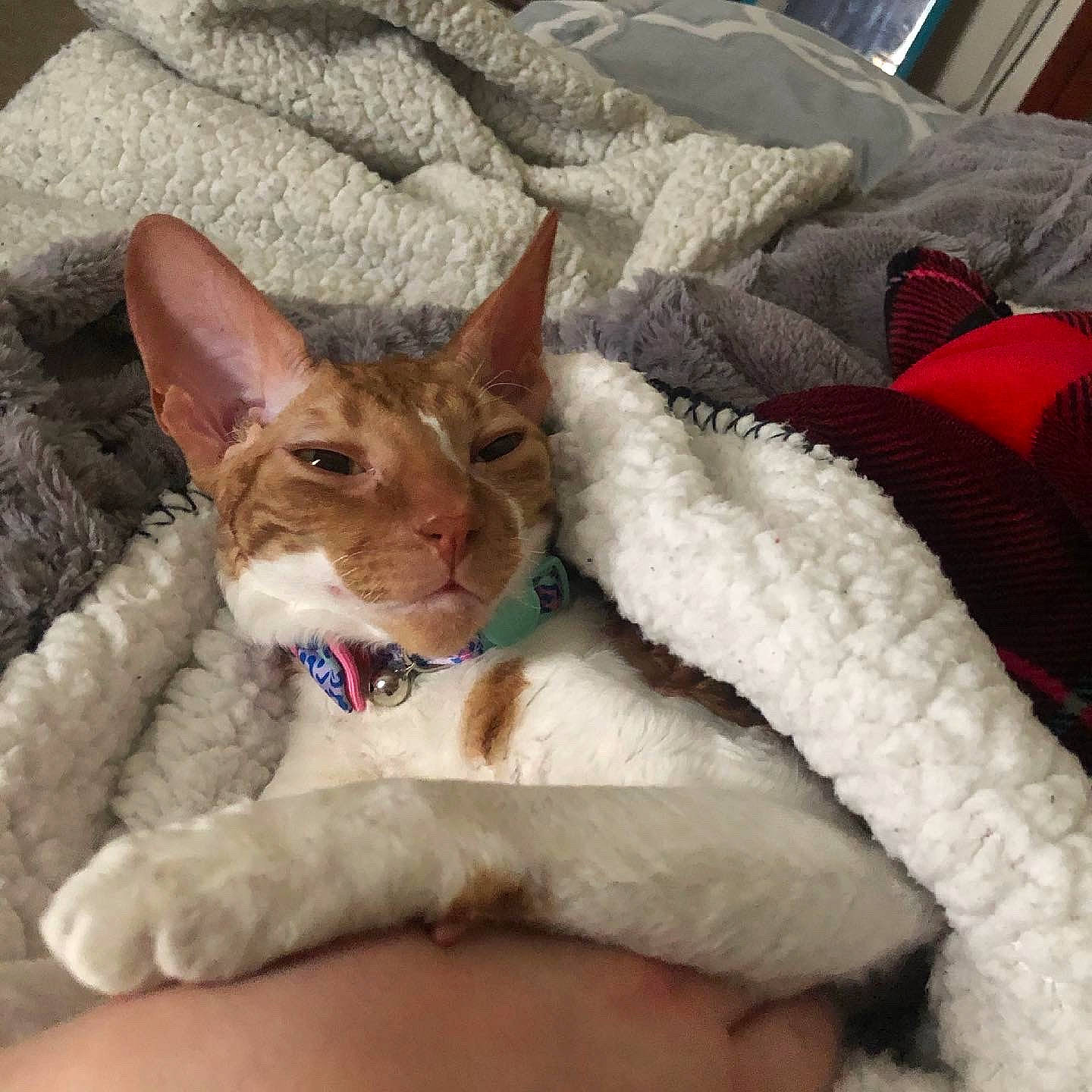 Rosie is registered to the contest to win money with this photo: carnivore, cat, cat_supply, collar, comfort, couch, domestic_short_haired_cat, eye, fawn, felidae, fur, human_leg, lap, linens, paw, sitting, small_to_medium_sized_cats, snout, tail, whiskers