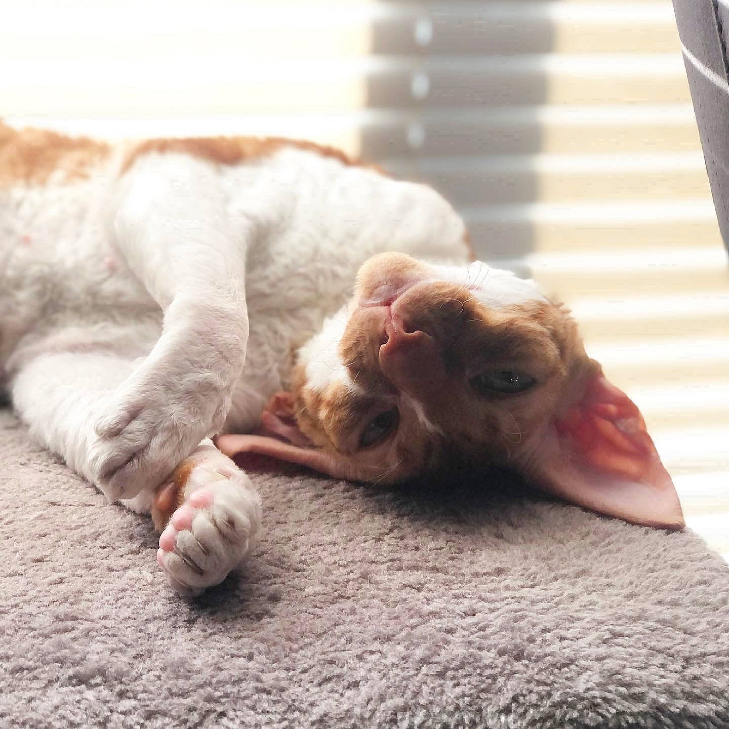 Rosie joined the competition — help win amazing prizes! carnivore, cat, claw, comfort, dog_breed, domestic_short_haired_cat, eye, fawn, felidae, foot, fur, grey, human_leg, paw, small_to_medium_sized_cats, snout, sporting_group, tail, whiskers, window