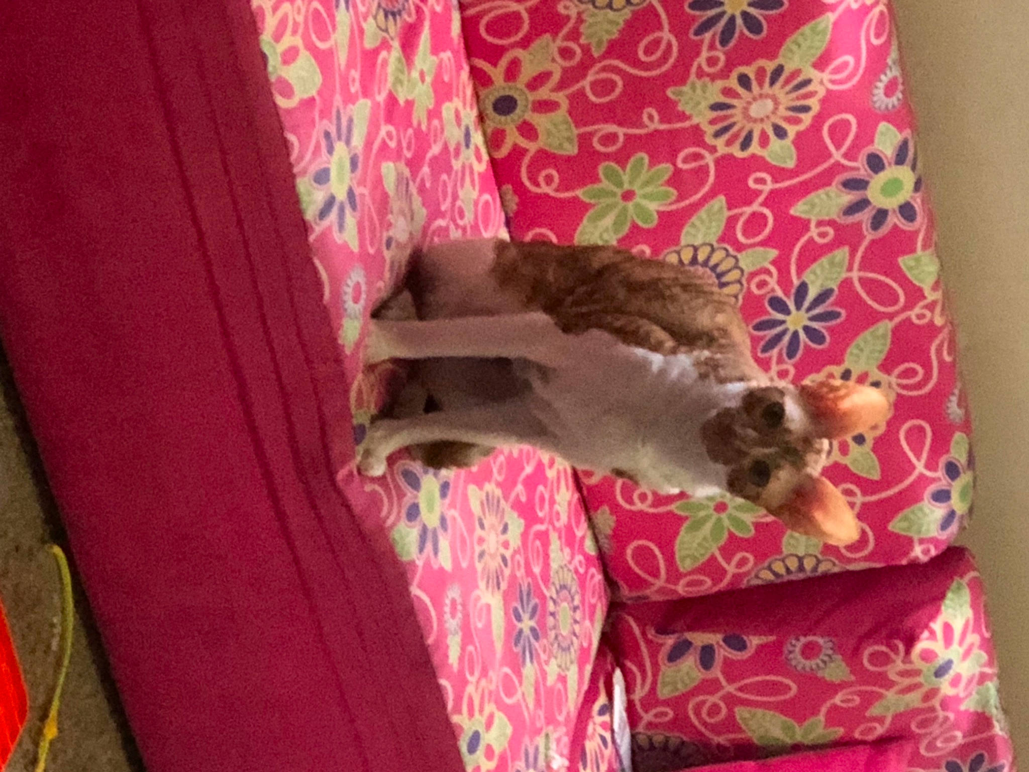 Rosie is registered to the contest to win money with this photo: carnivore, cat, comfort, curtain, dog, dog_breed, fawn, felidae, fur, linens, magenta, pattern, pink, room, small_to_medium_sized_cats, sporting_group, tail, textile, whiskers, wood
