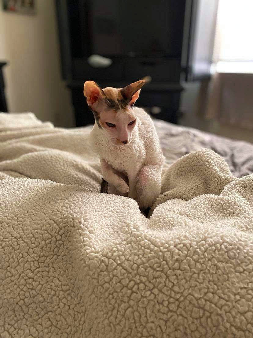 Betsy joined the competition — help win amazing prizes! canidae, carnivore, cat, comfort, dog_breed, domestic_short_haired_cat, eye, fawn, felidae, fur, linens, paw, small_to_medium_sized_cats, snout, tail, terrestrial_animal, whiskers, wildlife, wood