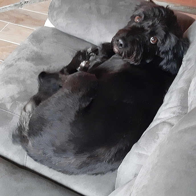 Nala