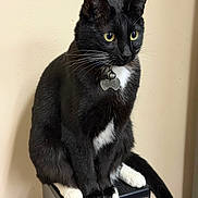 Kai joined the competition — help win amazing prizes! cat, tuxedo_cat, black_and_white, pet, indoor, sitting, animal, feline, whiskers, yellow_eyes, paws, container, kibble, curious, domestic_cat, furry, closeup, alert, collar, bell