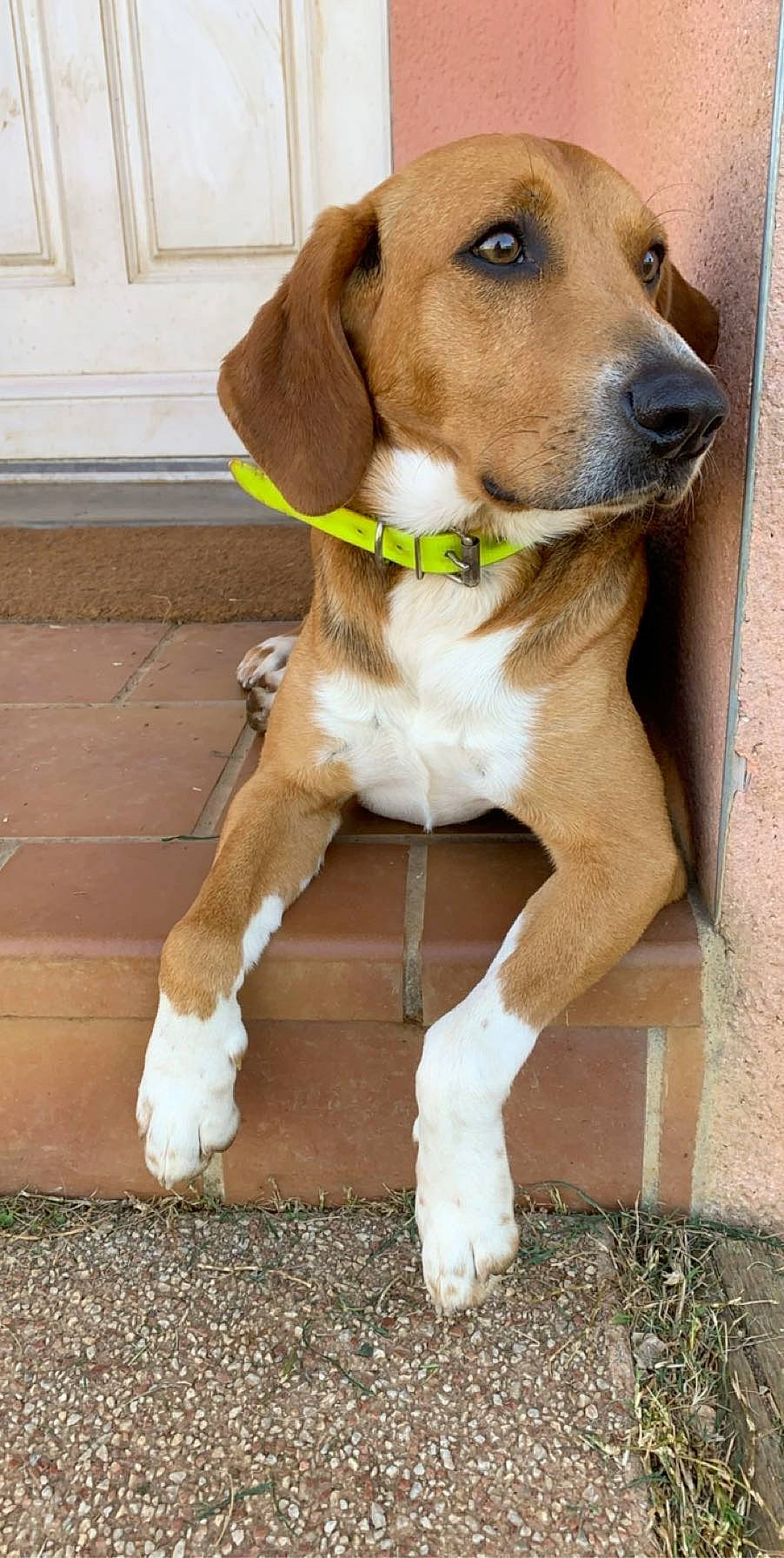 Naho participe au concours pour gagner de l'argent avec cette photo : american_foxhound, beagador, beagle, beagle_harrier, canidae, carnivore, dog, dog_breed, english_foxhound, estonian_hound, fawn, grand_anglo_francais_tricolore, harrier, hound, hunting_dog, mammal, posavac_hound, rare_breed_dog, treeing_walker_coonhound, vertebrate