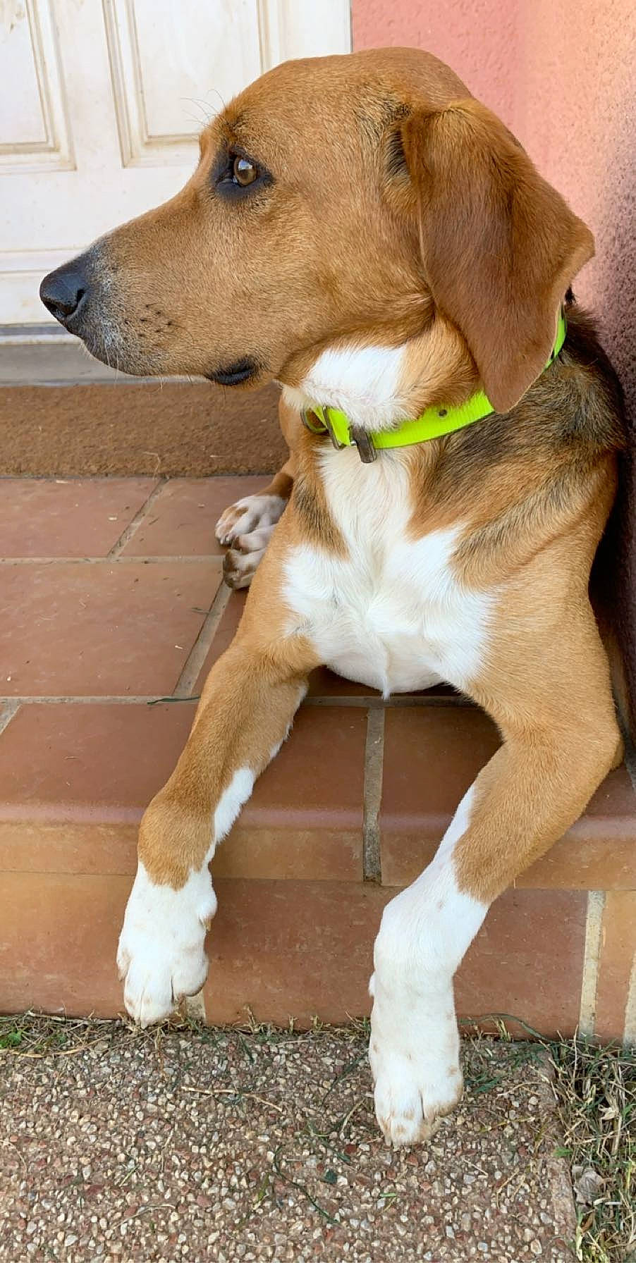 Naho participe au concours pour gagner de l'argent avec cette photo : american_foxhound, beagle, beagle_harrier, canidae, carnivore, companion_dog, dog, dog_breed, english_foxhound, estonian_hound, fawn, grand_anglo_francais_tricolore, harrier, hunting_dog, mammal, posavac_hound, rare_breed_dog, snout, sporting_group, vertebrate