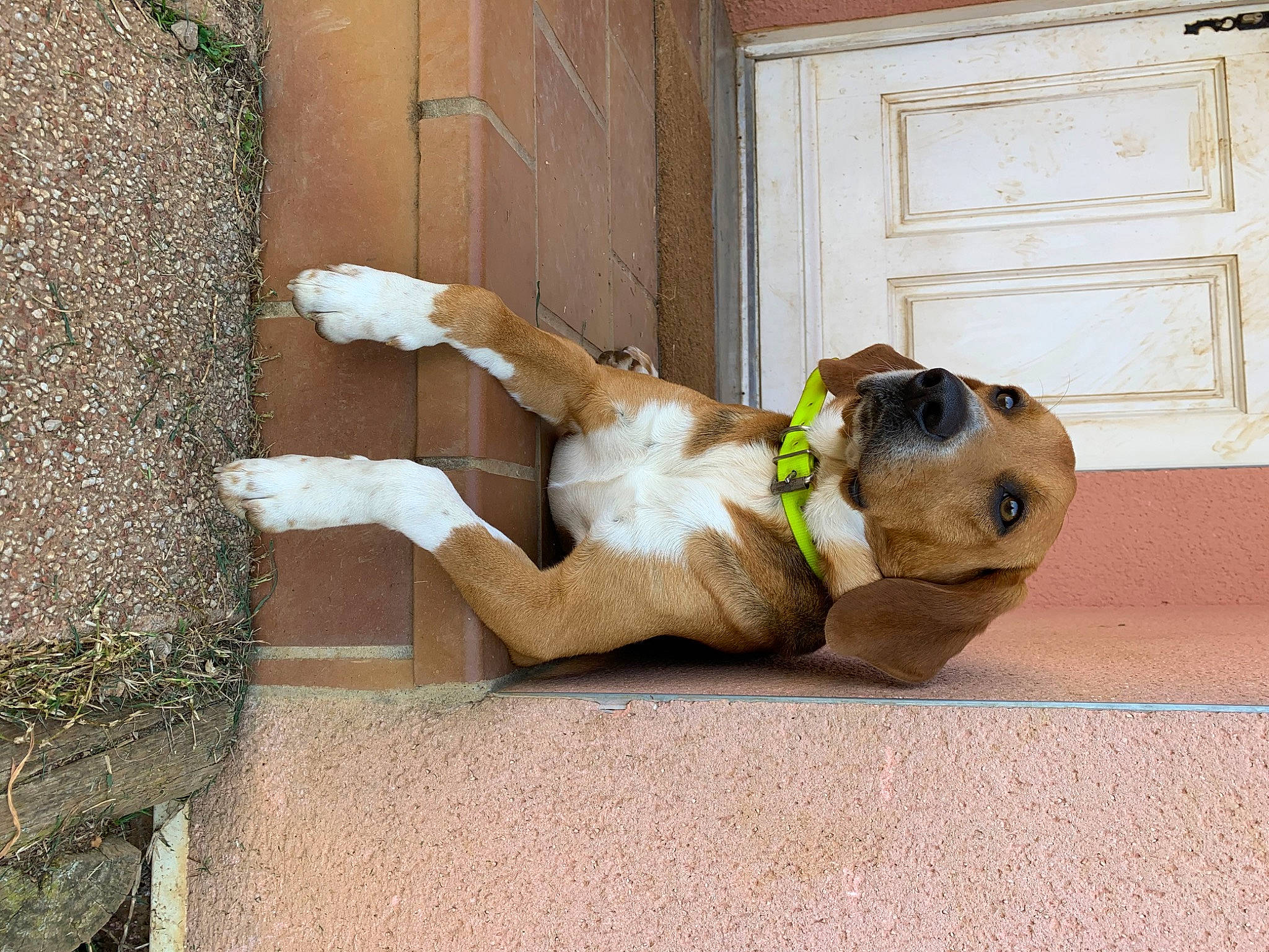 Naho participe au concours pour gagner de l'argent avec cette photo : canidae, carnivore, dog, dog_breed, fawn, non_sporting_group