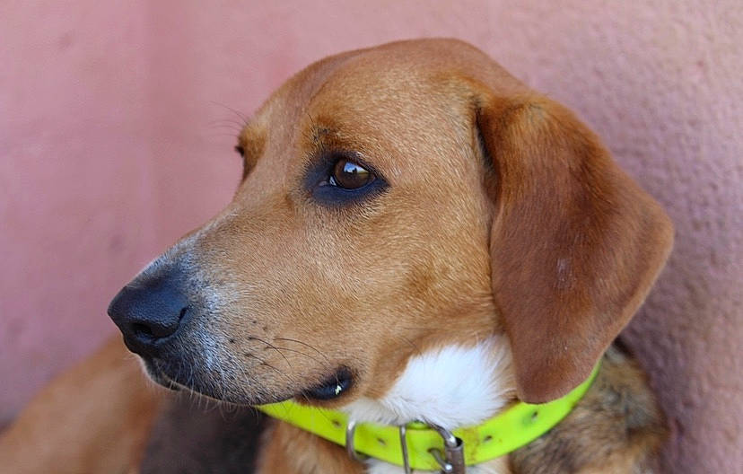 Naho participe au concours pour gagner de l'argent avec cette photo : american_foxhound, beagador, beagle_harrier, broholmer, canidae, carnivore, companion_dog, dog, dog_breed, harrier, hound, mammal, mountain_cur, portuguese_pointer, posavac_hound, rare_breed_dog, snout, sporting_group, vertebrate, whiskers