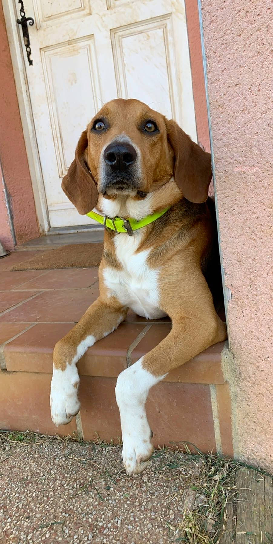 Naho participe au concours pour gagner de l'argent avec cette photo : american_foxhound, beagador, beagle, beagle_harrier, canidae, carnivore, dog, dog_breed, english_foxhound, estonian_hound, finnish_hound, grand_anglo_francais_tricolore, harrier, hound, mammal, pocket_beagle, posavac_hound, snout, treeing_walker_coonhound, vertebrate