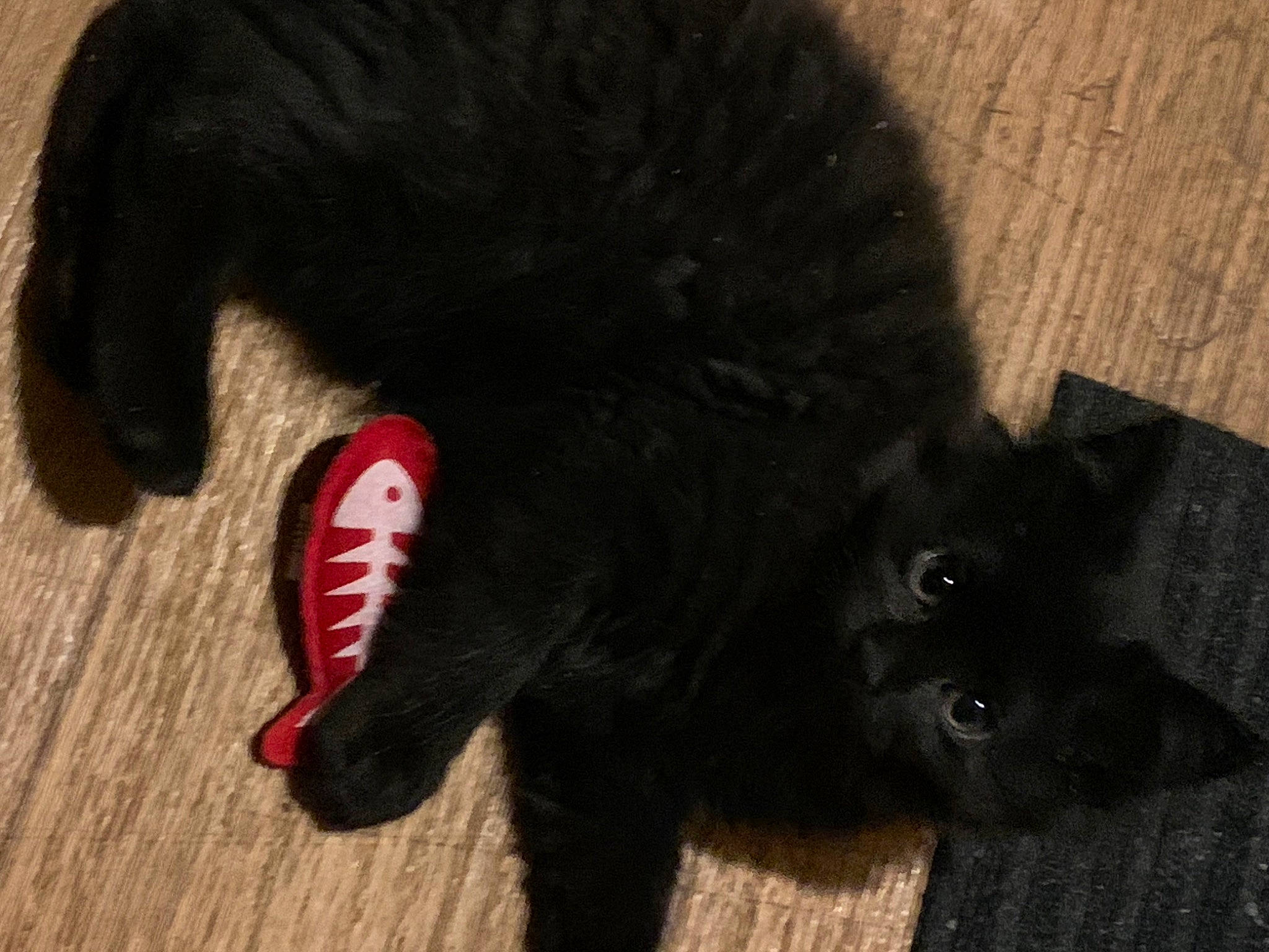 Kimbo is registered to the contest to win money with this photo: black_cat, canidae, carmine, carnivore, cat, cat_toy, claw, dog_breed, domestic_short_haired_cat, felidae, flooring, foot, fur, paw, small_to_medium_sized_cats, snout, sporting_group, tail, terrestrial_animal, whiskers