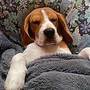 Vador participe au concours pour gagner de l'argent avec cette photo : animal, beagle, blanket, comfort, couch, cozy, cute, dog, floral_pattern, fur, home, indoor, nap, paw, pet, relaxed, resting, sleeping, soft, sunlight