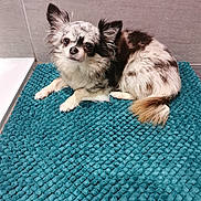 Mascotte a rejoint le concours — aidez-le/la à gagner de superbes lots ! dog, chihuahua, small_dog, pet, indoor, bathroom, bath_mat, textured_rug, fur, ears, tail, cute, animal, laying_down, looking_up, white_and_black_fur, brown_fur, floor, wall, domestic_animal