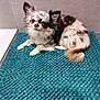 dog, chihuahua, small_dog, pet, indoor, bathroom, bath_mat, textured_rug, fur, ears, tail, cute, animal, laying_down, looking_up, white_and_black_fur, brown_fur, floor, wall, domestic_animal