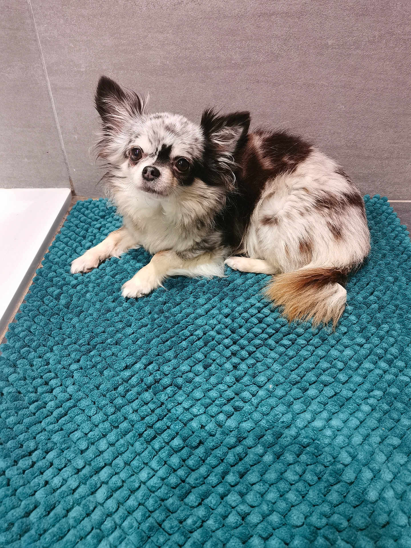 Mascotte a rejoint le concours — aidez-le/la à gagner de superbes lots ! dog, chihuahua, small_dog, pet, indoor, bathroom, bath_mat, textured_rug, fur, ears, tail, cute, animal, laying_down, looking_up, white_and_black_fur, brown_fur, floor, wall, domestic_animal
