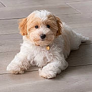 Bricole a rejoint le concours — aidez-le/la à gagner de superbes lots ! adorable, animal, collar, companion, curly_fur, cute, dog, floor, fluffy, indoor, looking_at_camera, lying_down, pet, puppy, small_dog, soft_light, tag, white_and_tan, wooden_floor, young_dog