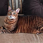 Tonka joined the competition — help win amazing prizes! cat, tabby_cat, pet, indoor, sofa, couch, pillow, striped_fur, green_eyes, whiskers, relaxed, lying_down, close_up, portrait, domestic_animal,  upholstery, home_interior, feline, comfortable, brown_stripes
