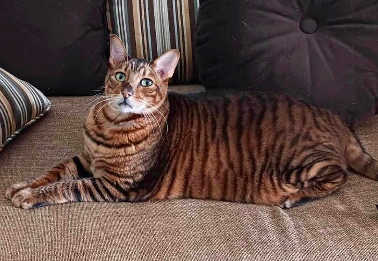 Tonka joined the competition — help win amazing prizes! cat, tabby_cat, pet, indoor, sofa, couch, pillow, striped_fur, green_eyes, whiskers, relaxed, lying_down, close_up, portrait, domestic_animal,  upholstery, home_interior, feline, comfortable, brown_stripes