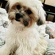 Haley joined the competition — help win amazing prizes! dog, puppy, small_dog, fluffy, white_fur, portrait, pet, indoor, bed, blanket, cozy, curious, close_up, head_tilt, black_nose, dark_eyes, fur_texture, sitting, quilt, cute