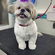 Holly is registered to the contest to win money with this photo: dog, shih_tzu, pet, grooming_table, purple_bow, bow, red_leash, collar, groomed, haircut, small_dog, sitting, tongue_out, happy, cute, fluffy_fur, indoor, portrait, closeup, pet_salon