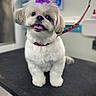 bow, closeup, collar, cute, dog, fluffy_fur, groomed, grooming_table, haircut, happy, indoor, pet, pet_salon, portrait, purple_bow, red_leash, shih_tzu, sitting, small_dog, tongue_out