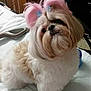 Holly joined the competition — help win amazing prizes! adorable, bed, companion, cute, dog, domestic, eyes, fluffy, fur, groomed, indoor, mammal, nose, pet, pink_bows, pink_hair, portrait, shih_tzu, small_dog, whiskers