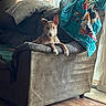 Rya is registered to the contest to win money with this photo: dog, puppy, pet, animal, pointy_ears, sitting, lounging, portrait, face, paws, armchair, couch, blanket, pillows, window, curtains, indoors, living_room, sunlight, wood_floor