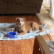 Rya joined the competition — help win amazing prizes! dog, puppy, tan_dog, white_markings, lying_down, looking_at_camera, pet, food_bowl, water_bowl, towel, wooden_floor, living_room, couch, chair, indoors, home, collar, relaxed, cute, animal_portrait