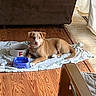 dog, puppy, tan_dog, white_markings, lying_down, looking_at_camera, pet, food_bowl, water_bowl, towel, wooden_floor, living_room, couch, chair, indoors, home, collar, relaxed, cute, animal_portrait