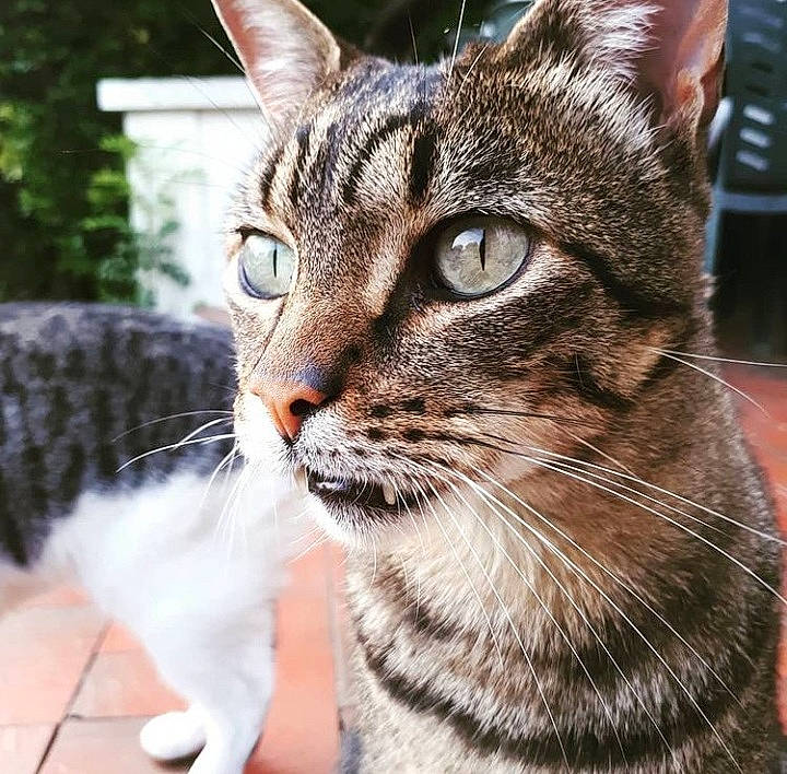 Tito participe au concours pour gagner de l'argent avec cette photo : carnivore, cat, close_up, domestic_short_haired_cat, eye, felidae, flowerpot, fur, grass, plant, small_to_medium_sized_cats, snout, terrestrial_animal, tree, whiskers, wildlife, window