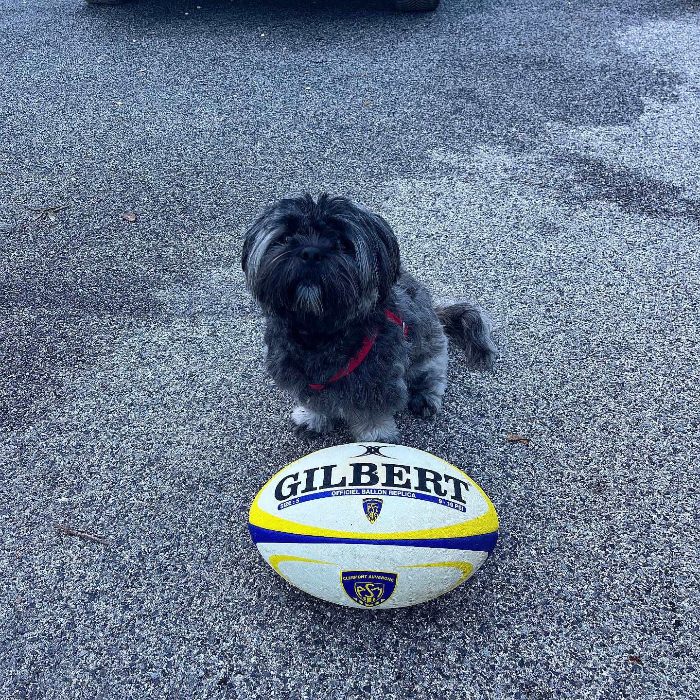 Praline a rejoint le concours — aidez-le/la à gagner de superbes lots ! alloywheel, animal, ball, canine, car, carwheel, dog, machine, pet, puppy, road, rugby, rugbyball, sphere, spoke, sport, tire, transportation, vehicle, wheel