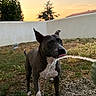 dog, water, tongue, grass, sunset, outdoor, pet, animal, playful, backyard, tree, white_wall, ground, nature, evening, canine, drinking, ears, fur, happy